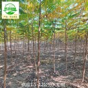 2公分火炬樹產地價格