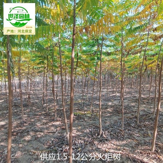2公分火炬樹(shù)產(chǎn)地價(jià)格