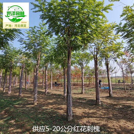 河南平頂山8公分紅花刺槐批發(fā)