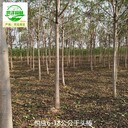 16公分千頭椿樹苗批發(fā),臭椿樹