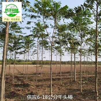 7公分千頭椿苗木供應(yīng),臭椿樹