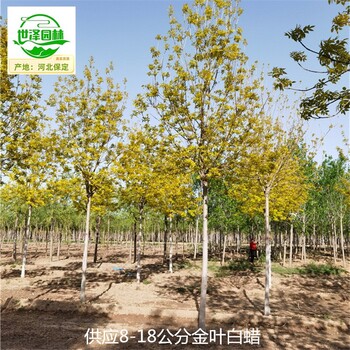 16公分金葉白蠟基地批發(fā),黃蠟