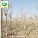 16公分千頭椿樹苗報(bào)價(jià)