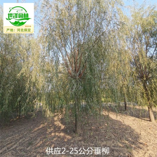 12公分垂柳基地批發(fā)
