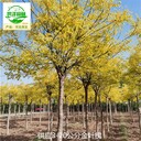 14公分金葉槐基地批發,國槐