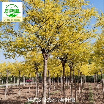 18公分金葉槐苗圃價(jià)格,國(guó)槐