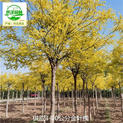 新疆可克達拉金葉槐樹(shù)出售,國槐
