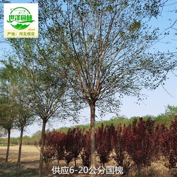 山西陽泉國槐,老式國槐