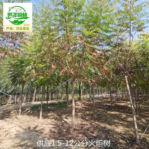 6公分火炬樹(shù)苗圃價(jià)格,平頭火炬樹(shù)