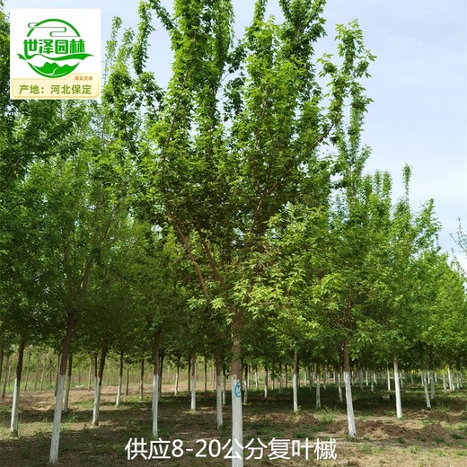 新疆石河子復(fù)葉槭
