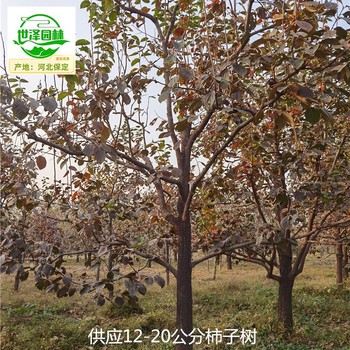 巫溪柿子樹(shù),磨盤柿子樹(shù)