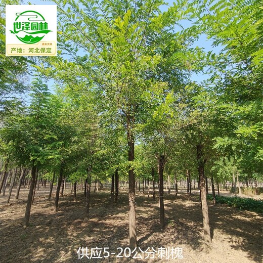 四川自貢6公分刺槐價(jià)格