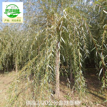 6公分金絲垂柳樹苗批發(fā)