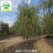 16公分垂柳苗木報(bào)價(jià),青皮垂柳