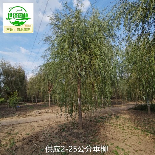 江西宜春垂柳價(jià)格,柳樹(shù)