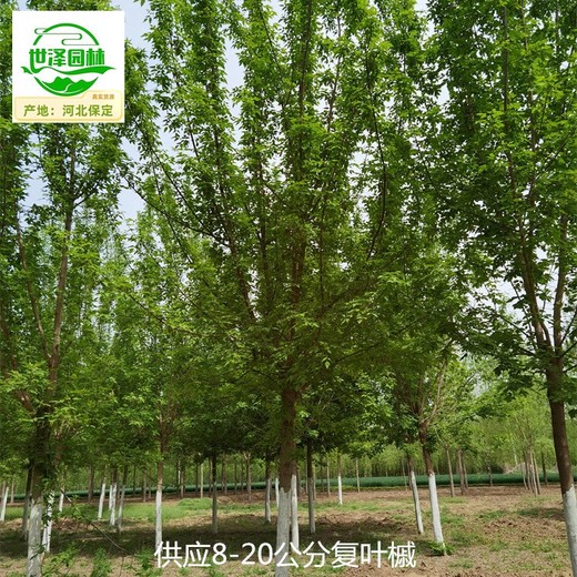 重慶石柱復(fù)葉槭產(chǎn)地,糖槭