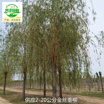 6公分金絲垂柳苗木價格,黃垂柳