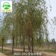 金絲垂柳樹批發(fā)圖