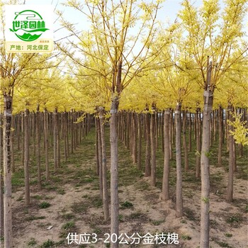 18公分金枝槐苗木批發(fā)