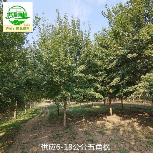 12公分五角楓價格