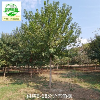 15公分元寶楓苗木報價,五角楓