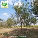 8公分國(guó)槐產(chǎn)地批發(fā)