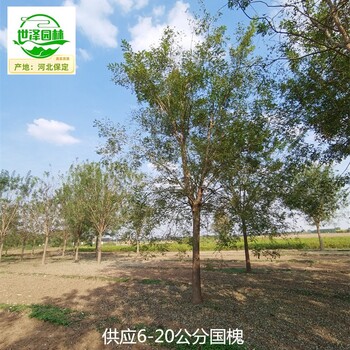 18公分國(guó)槐產(chǎn)地,老式國(guó)槐