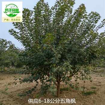 25公分元寶楓基地價(jià)格,五角楓