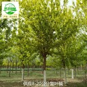 15公分復(fù)葉槭市場(chǎng)售價(jià),糖槭