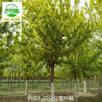 貴州黔西南復葉槭產(chǎn)地價格