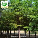 江蘇徐州刺槐供應,白花刺槐