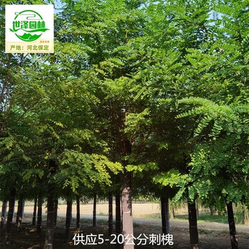 江蘇徐州刺槐供應(yīng),白花刺槐