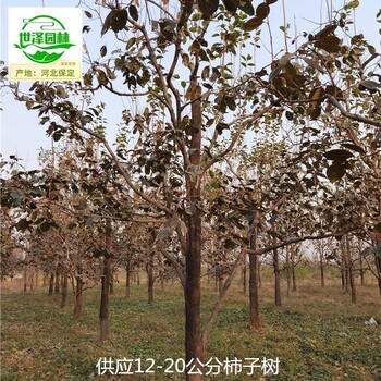 內(nèi)江柿子樹,工程種植