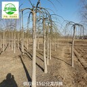 安徽池州龍爪槐基地出售