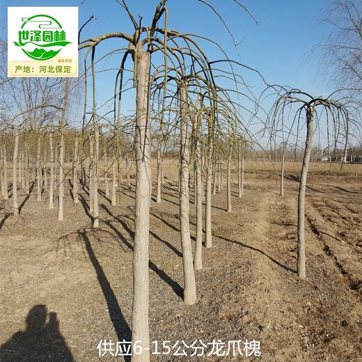 安陽龍爪槐苗木批發(fā)