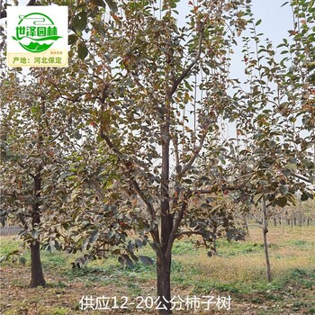內(nèi)江柿子樹,工程種植