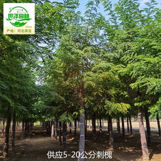 江蘇蘇州刺槐苗圃價格,白花洋槐
