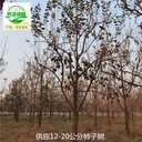 陜西西安柿子樹報(bào)價(jià),工程種植
