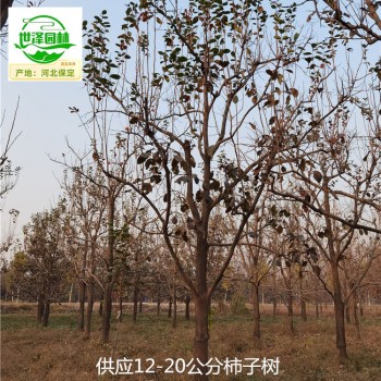 陕西西安柿子树报价,工程种植