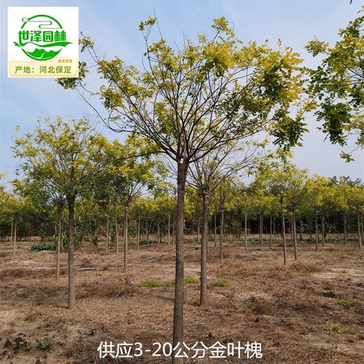 20公分金葉槐苗木,國(guó)槐