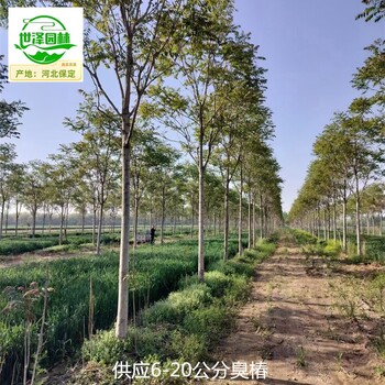 3公分臭椿樹報價