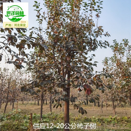 16公分柿子树市场售价,工程种植