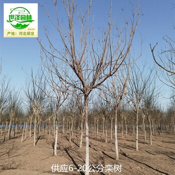 15公分欒樹苗木報價,北方欒樹
