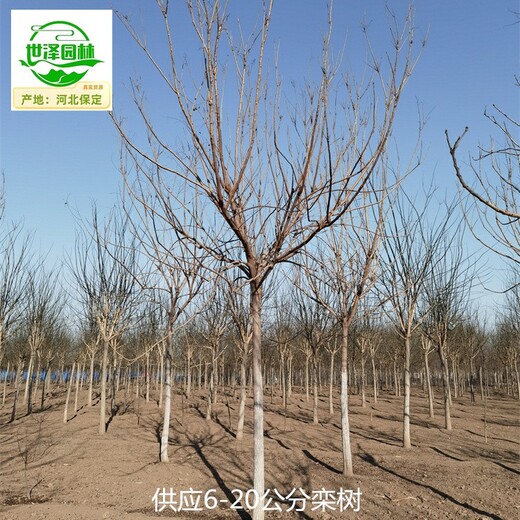新疆哈密欒樹信息價,北方欒樹