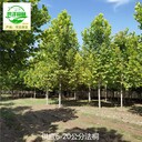 四川巴中法桐出售
