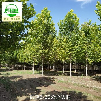 14公分法桐市場售價
