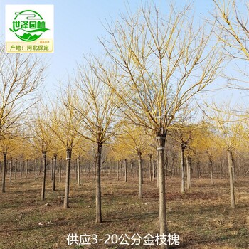 寧夏銀川金枝槐產(chǎn)地供應,金枝國槐
