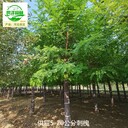 6公分刺槐基地價(jià)格,洋槐