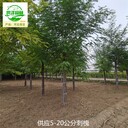 寧夏吳忠刺槐產(chǎn)地價格