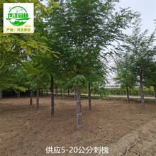 上海崇明刺槐基地供應(yīng)圖片